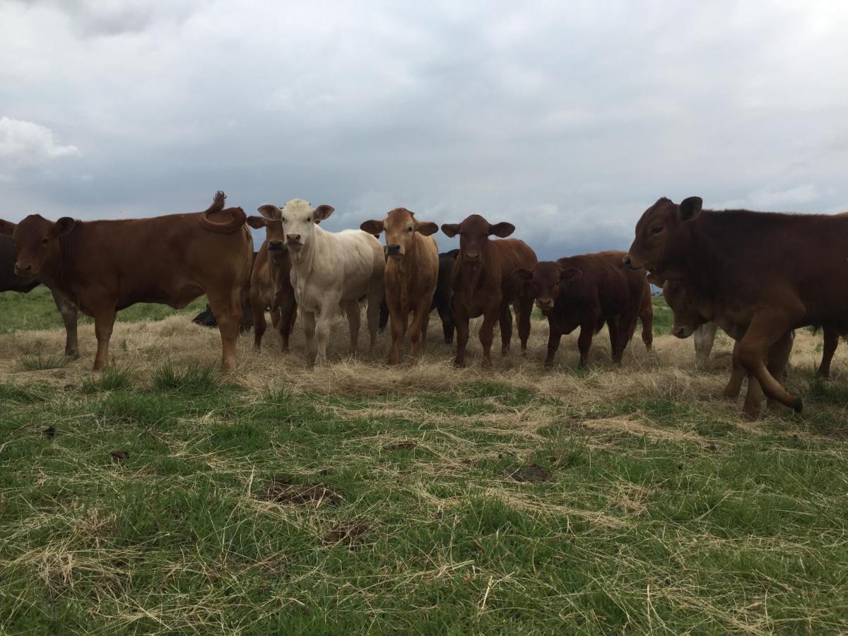 Dewdrop Farm Stay Ermelo Zewnętrze zdjęcie